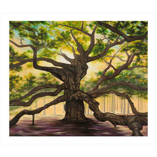 Archival print on matte paper of a giant oak tree with sprawling branches under a green overstory.