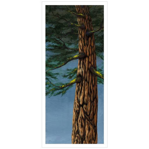 Archival print on canvas of a towering evergreen tree beneath a blue sky. 