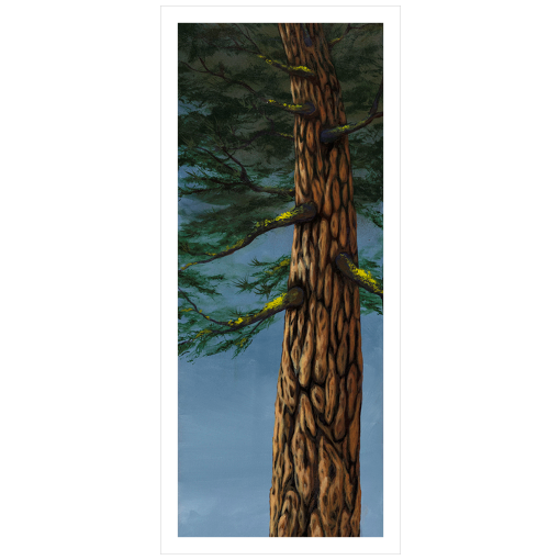 Archival print on matte paper of a towering evergreen tree beneath a blue sky. 