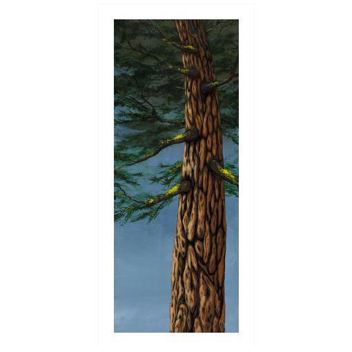 Archival print on matte paper of a towering evergreen tree beneath a blue sky.